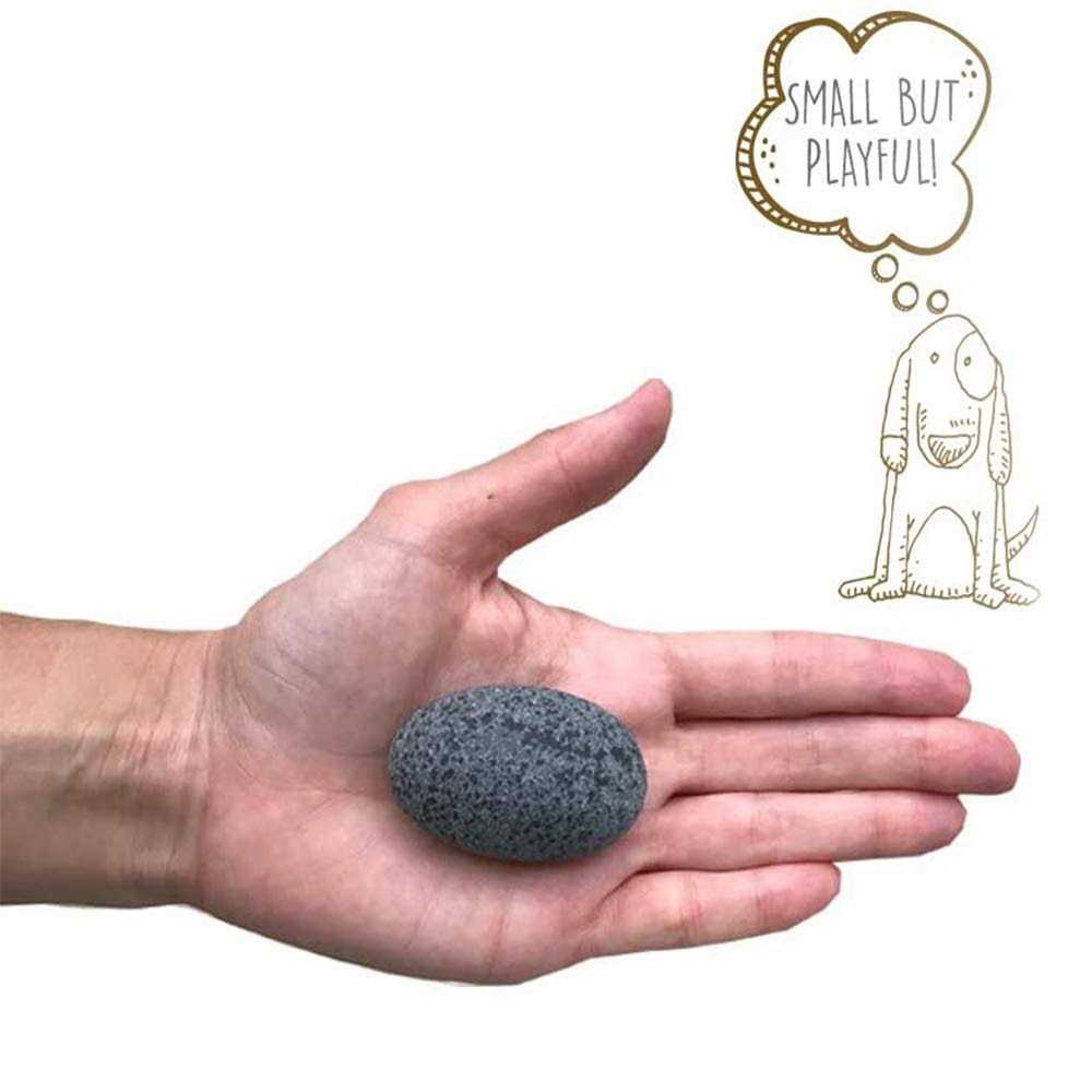 Pet Rock R88795