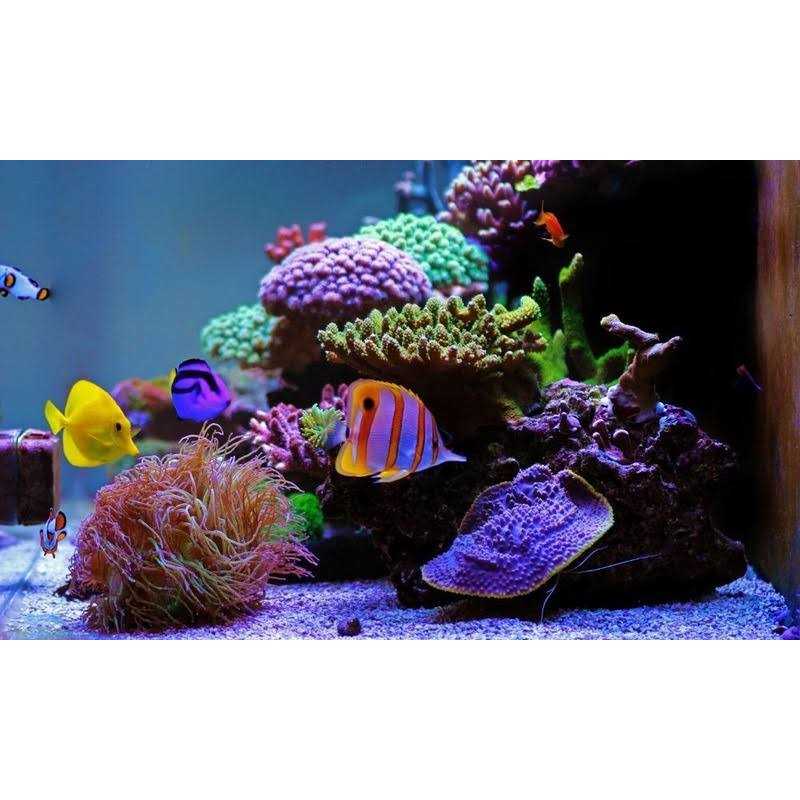 Aquatics Razor Marine P986108
