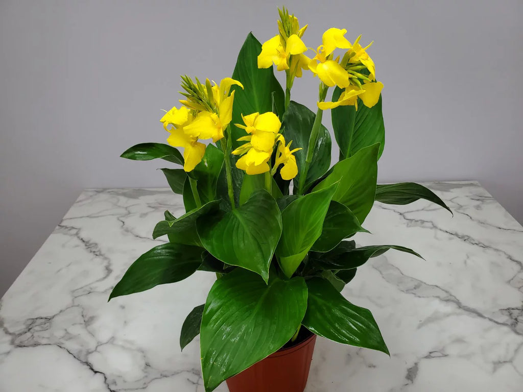 Yellow Canna Lily Bush R95778