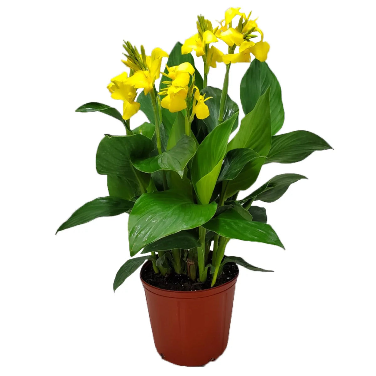 Yellow Canna Lily Bush R95778