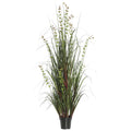 36 Eucalyptus Grass Potted O83938