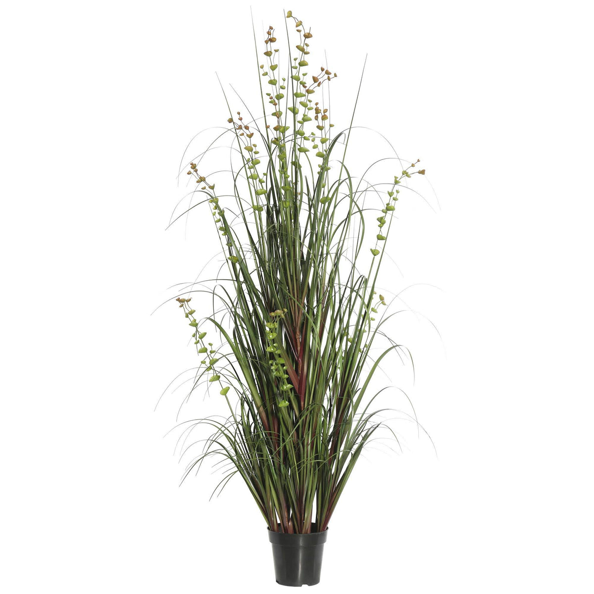 36 Eucalyptus Grass Potted O83938