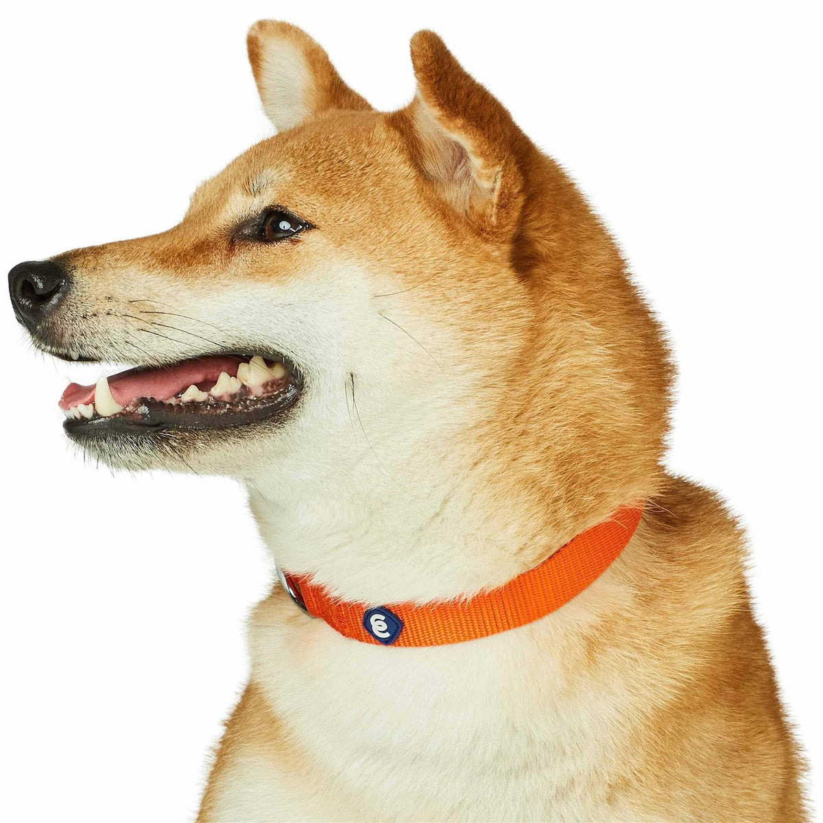 Classic Dog Collar V524