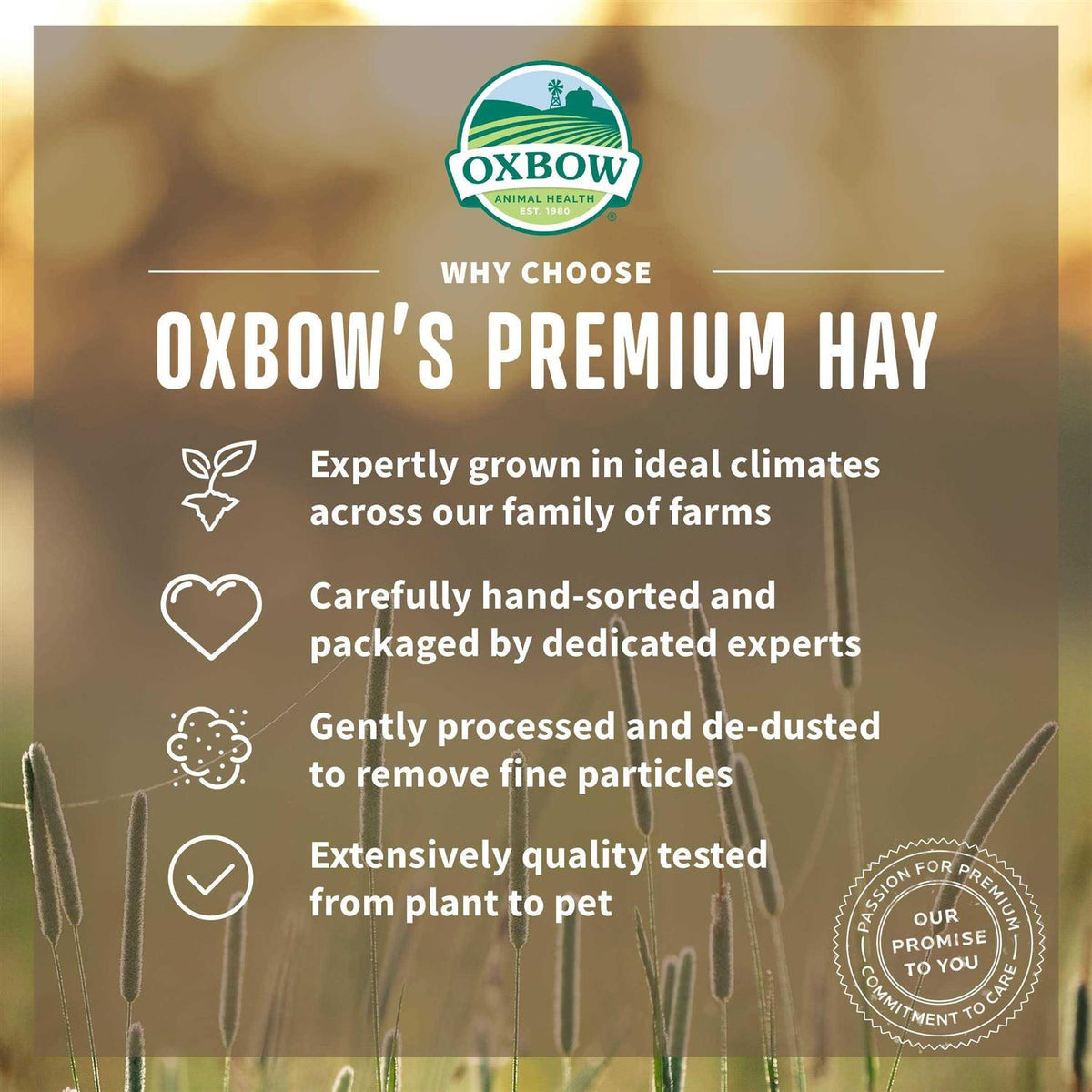 Orchard Grass Hay V931