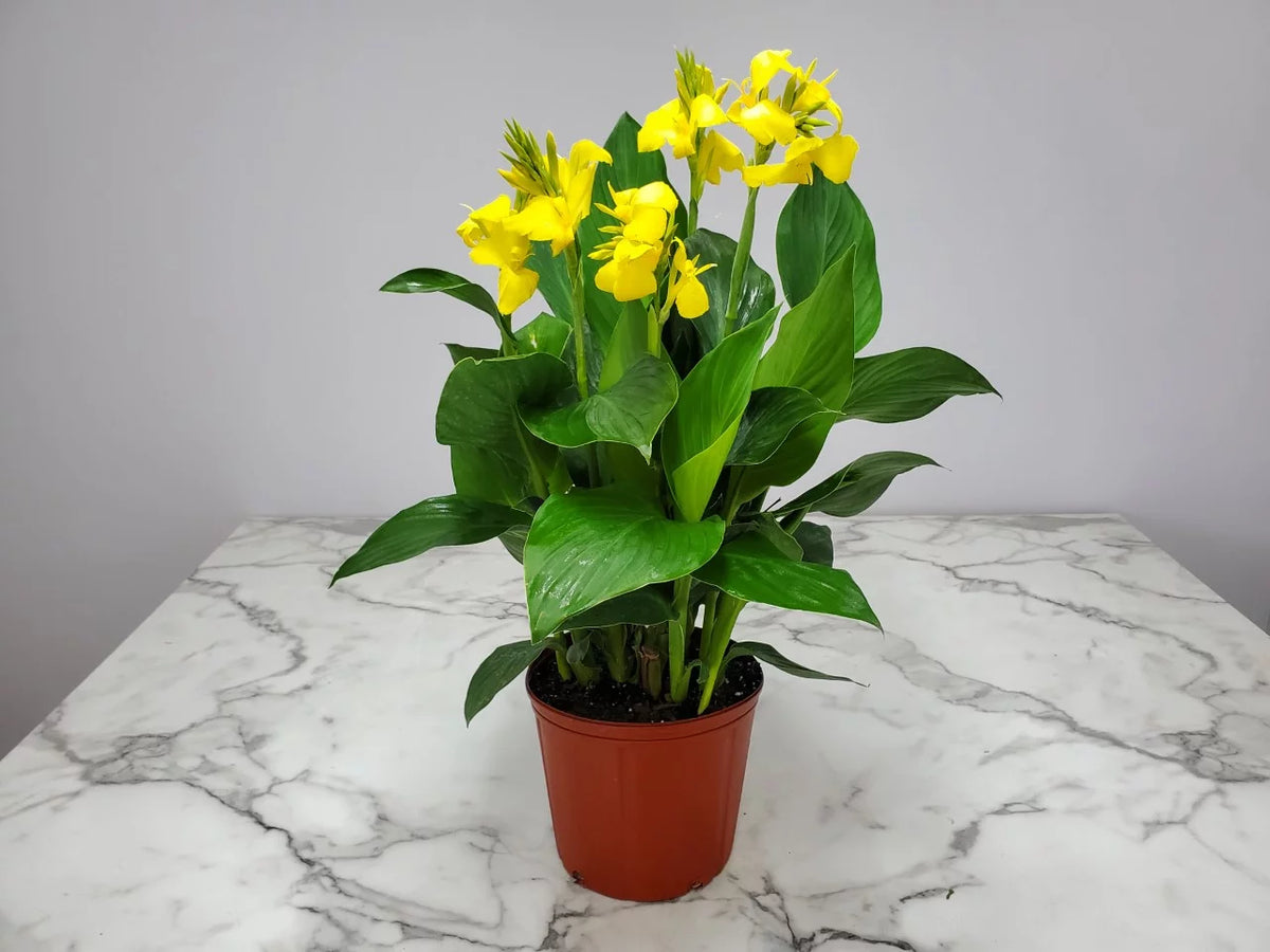 Yellow Canna Lily Bush R95778