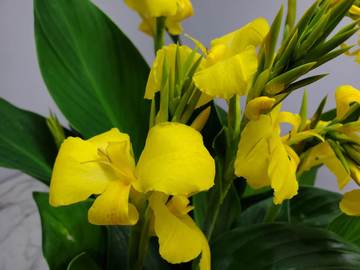 Yellow Canna Lily Bush R95778
