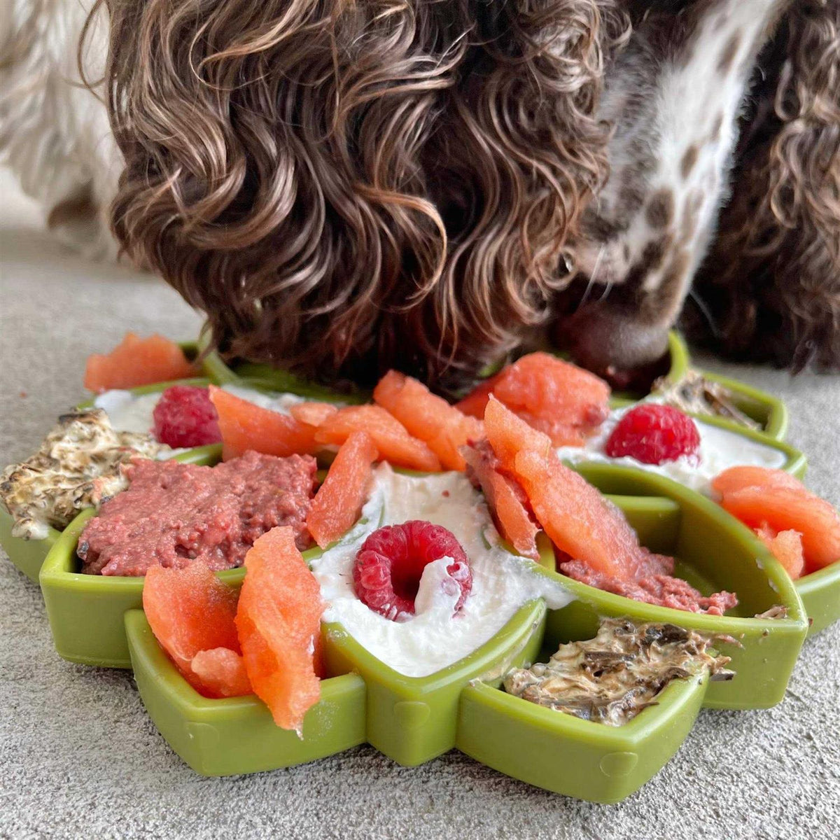 Mandala Design Enrichment Tray for Dogs R29774