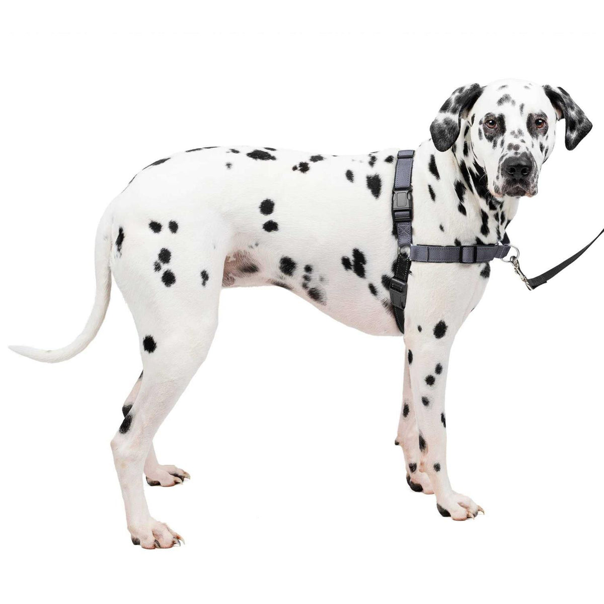 Easy Walk Harness E3382