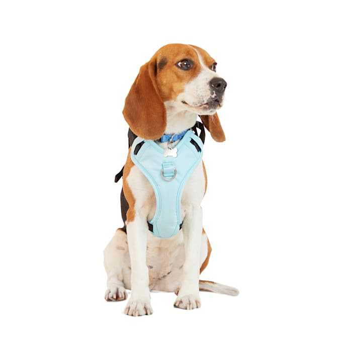 Teal Dog Harness B846809