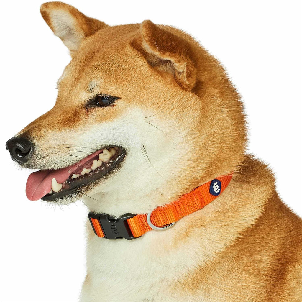 Classic Dog Collar V524