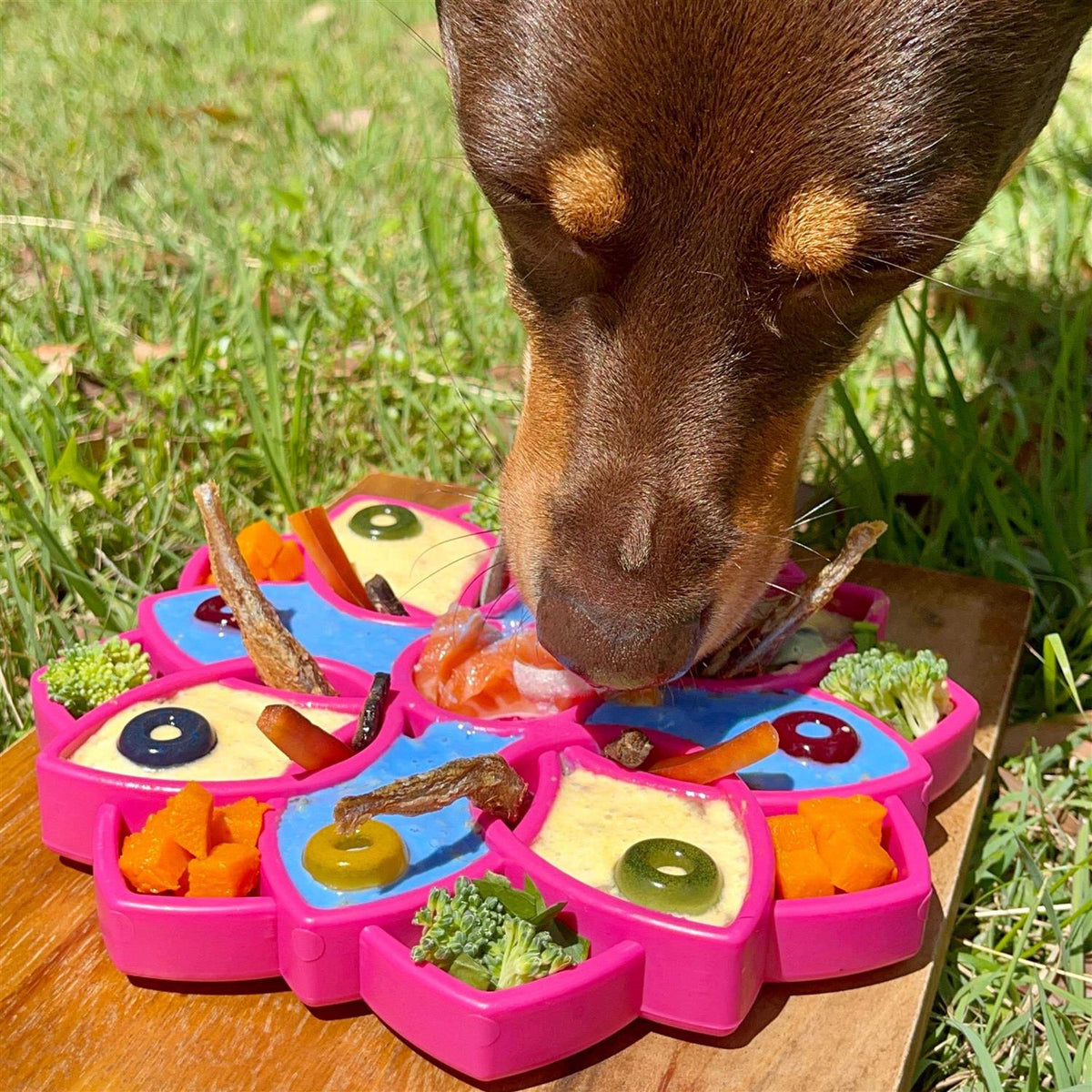 Mandala Design Enrichment Tray for Dogs R29774