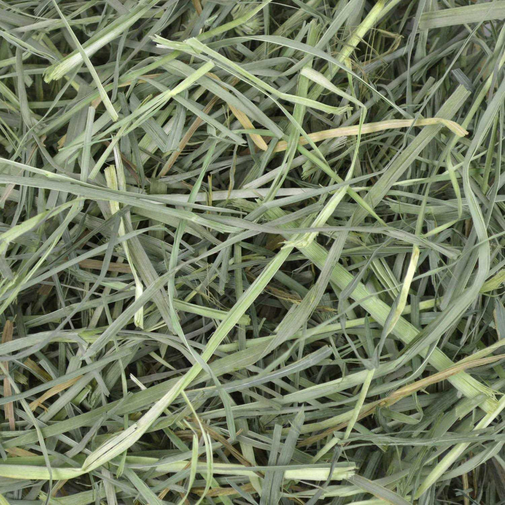 Orchard Grass Hay V931