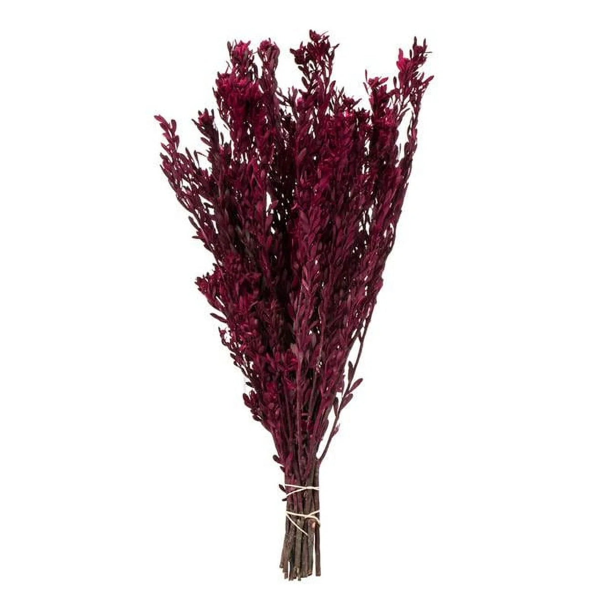 Merlot Pubescens 5 oz Bundle W594080
